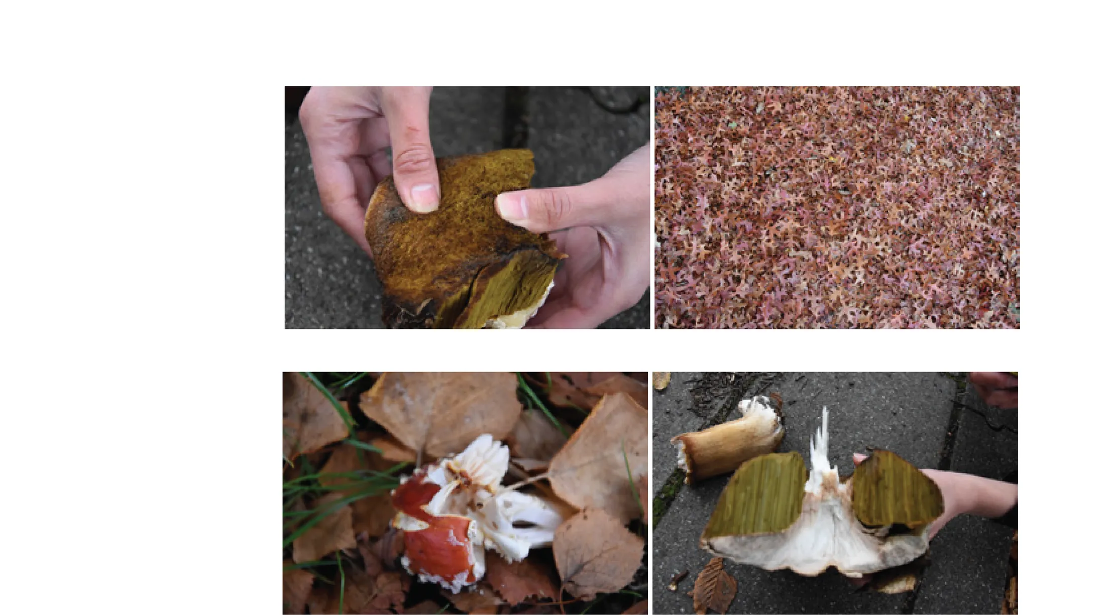 Four photographs of hands working with seed pods, husks and dried organic material found outdoors