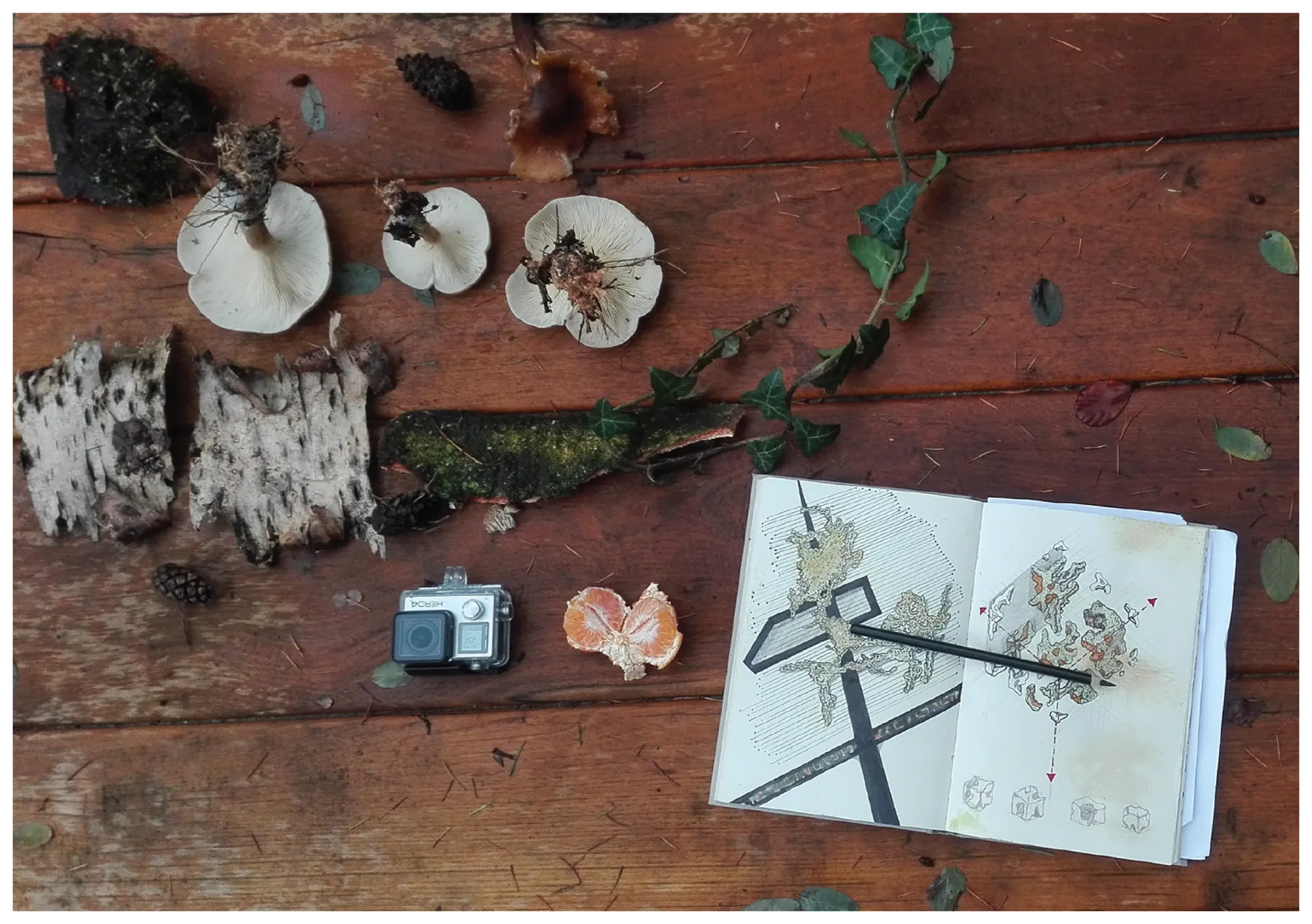 Photograph of foraged bark, fungi and seed material laid out on a wooden table beside an open sketchbook